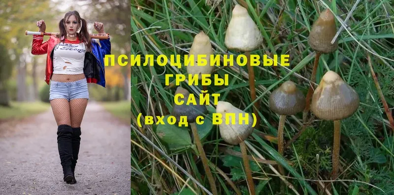 Псилоцибиновые грибы Magic Shrooms  площадка наркотические препараты  Новое Девяткино  где найти  